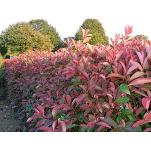 Červienka Fraserova (Photinia × fraseri) ´RED SELECT´ - výška 20-30 cm, kont. C2L (-20°C)